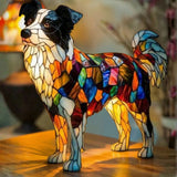 Piiri Collie